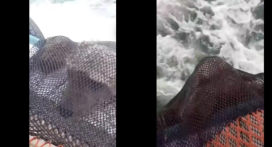 Giresun’da İnanılmaz Olay: Balık Tutmak İçin Atılan Ağa Ayı Takıldı