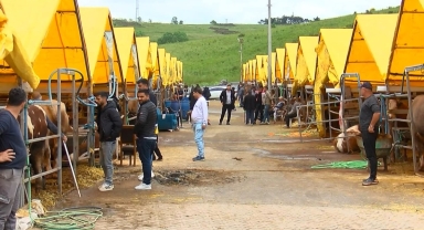 Kurban Bayramı Öncesi Hayvan Pazarlarında Hareketlilik: Besiciler Son Günlerden Umutlu