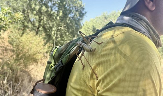Diyarbakır'da Dev Etçil Çekirgeler Görüldü: 25 Santimetreye Kadar Ulaşabiliyor