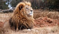 Cecil’in anısına av ticareti yasaklanıyor