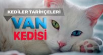 Van Kedisi