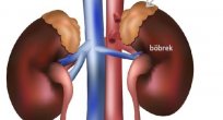 Böbrek sağlığı için...