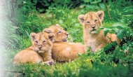 Yavruların tanışma vakti