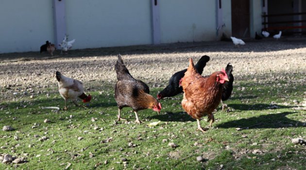 Yumurtanın rengiyle vatandaşın hayatıyla oynuyorlar