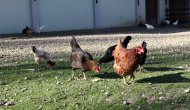 Yumurtanın rengiyle vatandaşın hayatıyla oynuyorlar